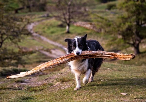 le 10 razze di cani più intelligenti