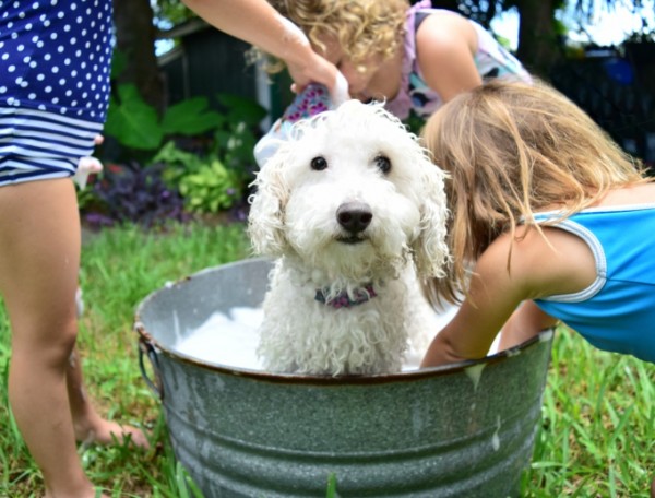 Cane lavato dai bambini