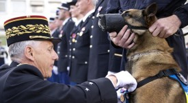 diesel cane eroe attacco terroristi