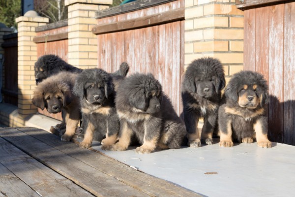 Cuccioli di mastino tibetano