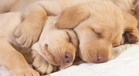 10 incantevoli cuccioli cani addormentati