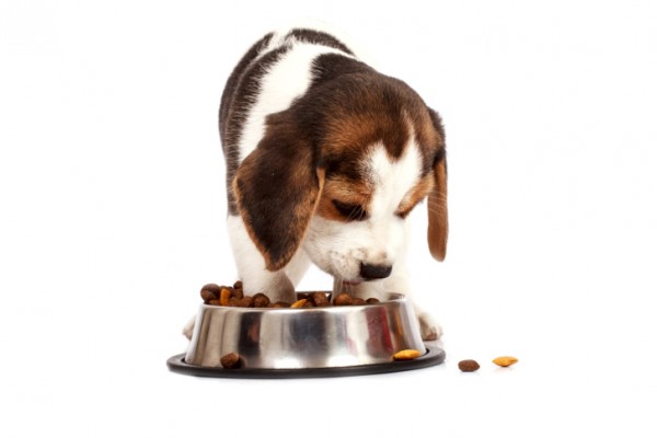 Cucciolo di beagle mangia