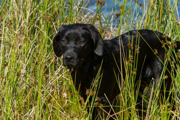 10 razze di cani più intelligenti