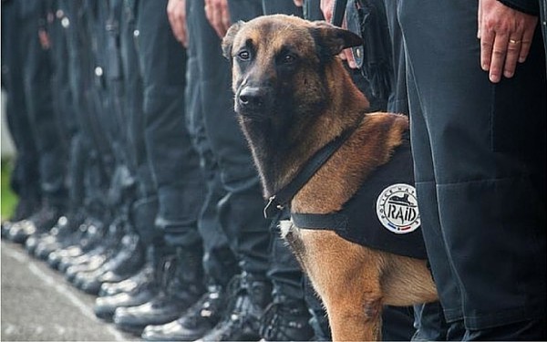 Diesel, cane eroe ucciso terroristi kamikaze