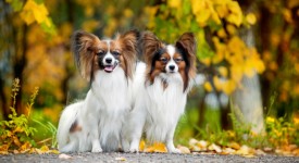 10 razze di cani più intelligenti