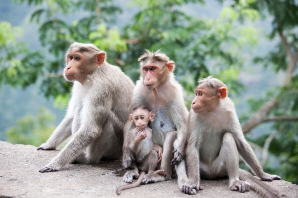 Famiglia di macachi Rhesus