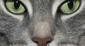 Gatto e uomo, storia relazione complicata