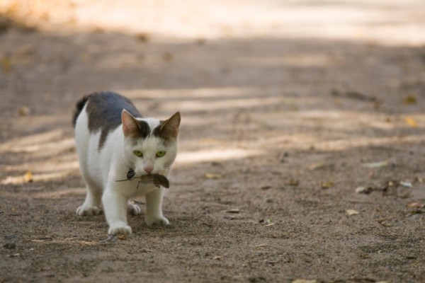 7 strani comportamenti gatto