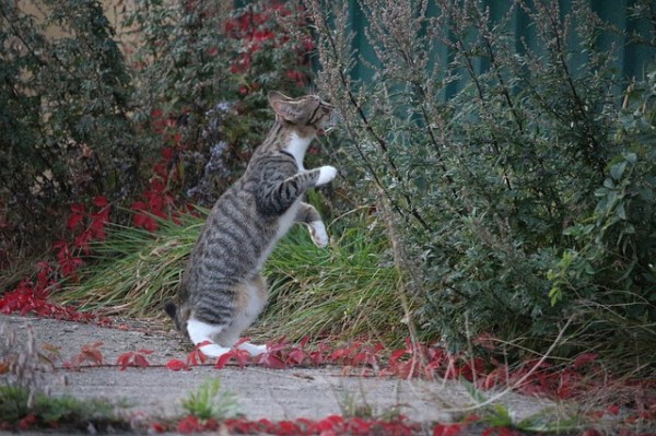 Gatto curioso