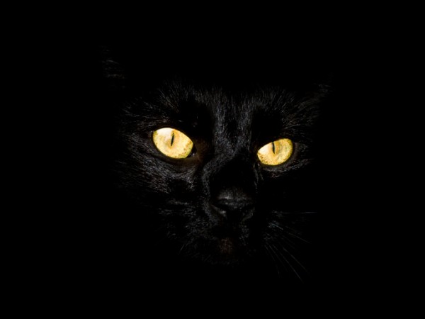 Gatto nero dagli occhi gialli