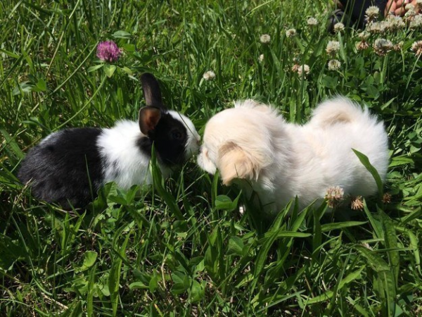 Il cucciolo e il coniglio
