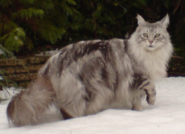 10 Maine coon cats che fanno impallidire i vostri micioni