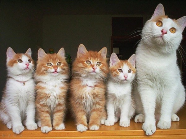 10 orgogliose mamme gatte con cuccioli