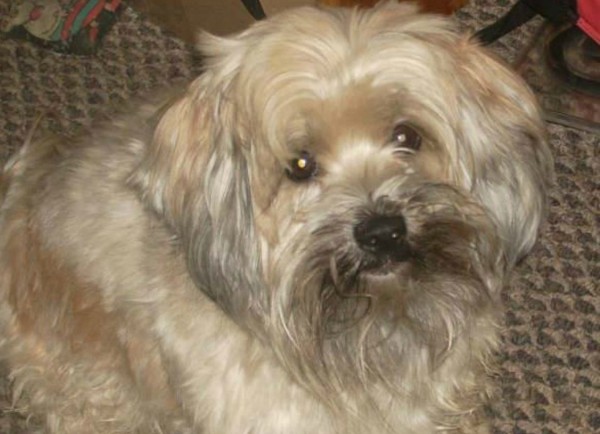 Mishka, cane ritrovato dopo 7 anni dalla scomparsa (2)