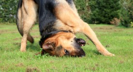 5 segnali cane allergico