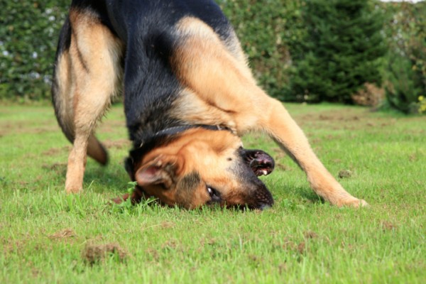 5 segnali cane allergico