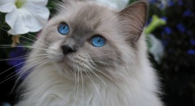 I magnifici 7 gatti del web inglese in 10 scatti