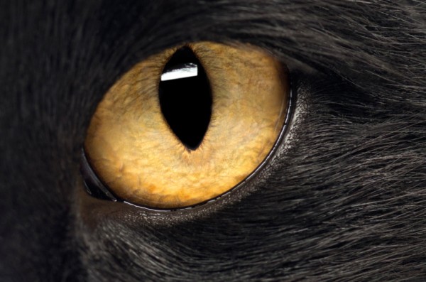 Primo piano di occhio di gatto nero