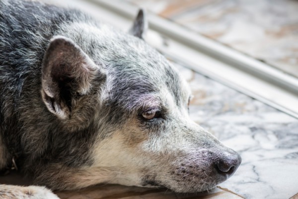 12 problemi cane anziano