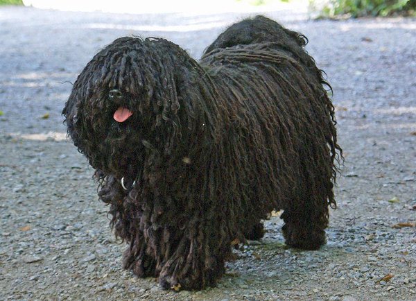 Puli dog razza