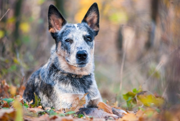 10 razze di cani più intelligenti