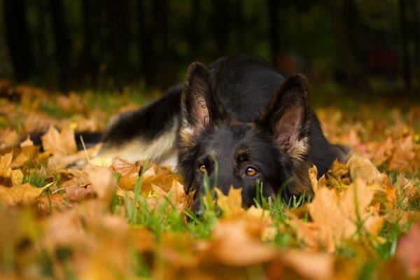 10 razze di cani più intelligenti