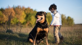 10 razze di cani più intelligenti