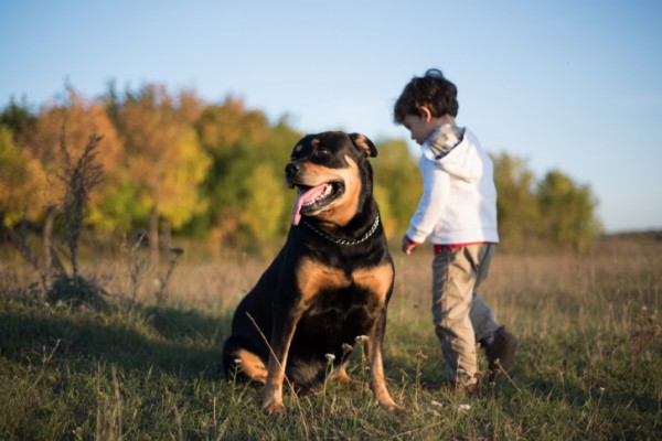 10 razze di cani più intelligenti