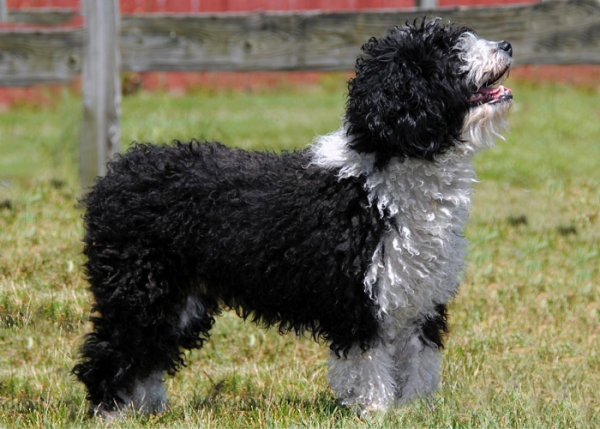 Spanish Water Dog