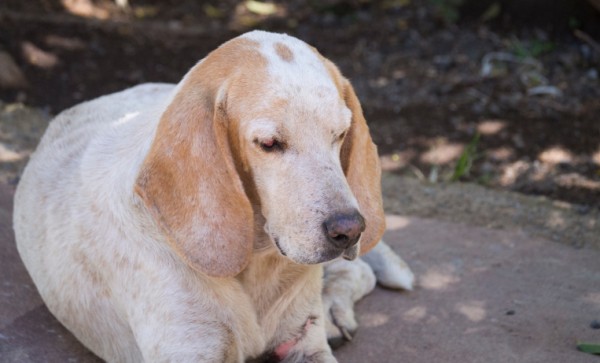 10 problemi cane anziano