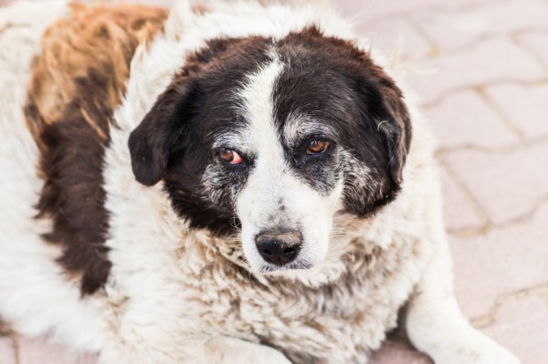 12 problemi cane anziano