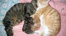 10 orgogliose mamme gatti con piccoli