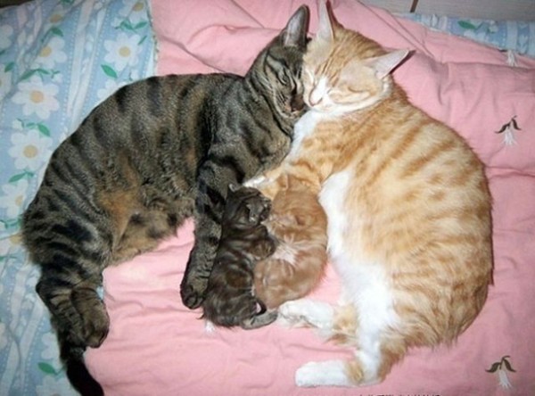 10 orgogliose mamme gatti con piccoli