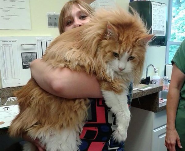 big cat maine coons