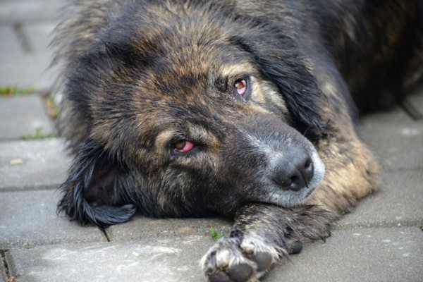 2 mila cani di strada salvati Cina