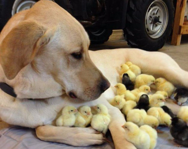 cane e pulcini