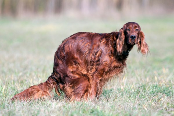 10 problemi cane anziano