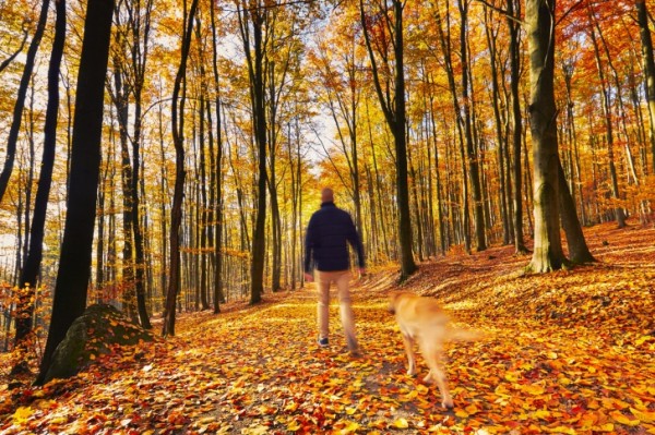 cane in cammino con uomo nel bosco autunnale