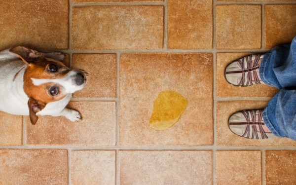 10 problemi cane anziano