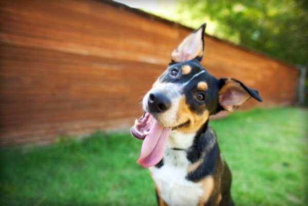 cane non mangia cucciolo