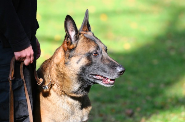  adottare un cane poliziotto