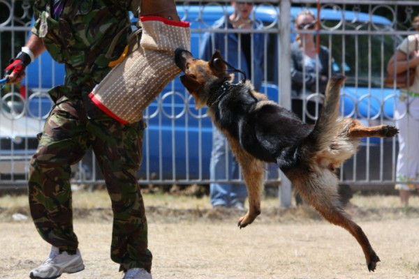 cane poliziotto pastore belga durante esercitazione