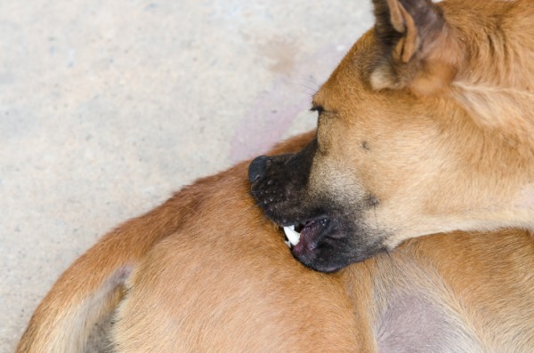 5 segnali cane allergico