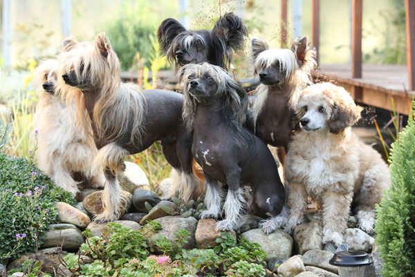 10 razze di cane uniche