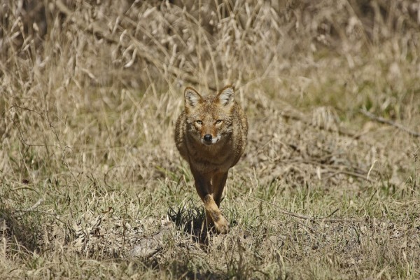 Coywolf, nuovo modo d'essere cane?