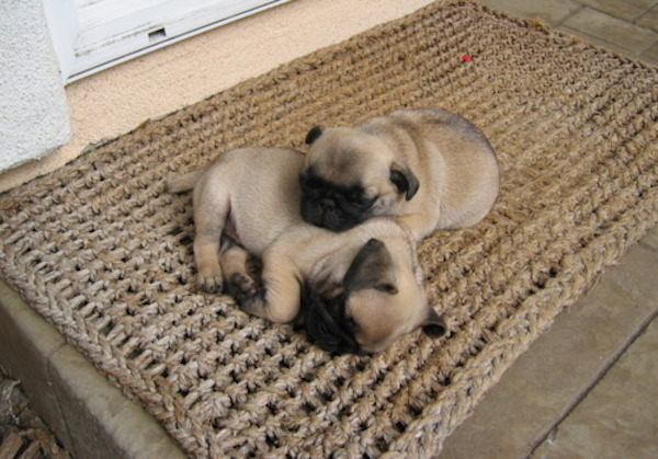 10 incantevoli cuccioli di cane addormentati