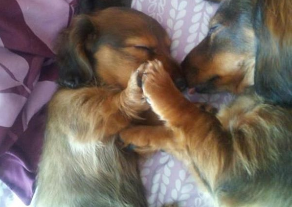 10 incantevoli cuccioli di cane addormentati