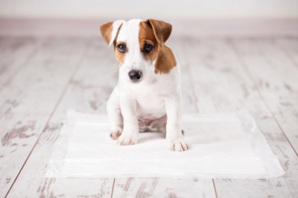 come abituare cane pipì fuori