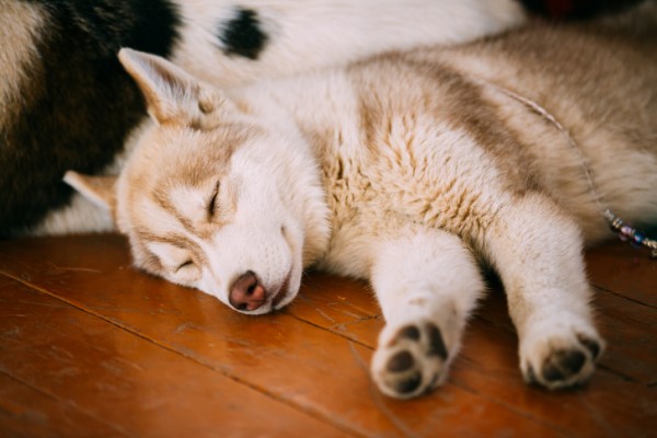 cucciolo di husky dorme