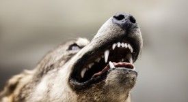 cane maschio aggressivo altri maschi